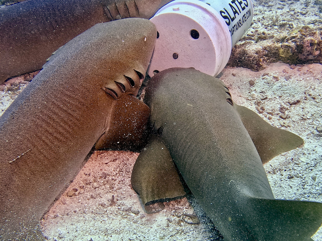 Captain Slate's SCUBA Adventures-Tavernier必去景点