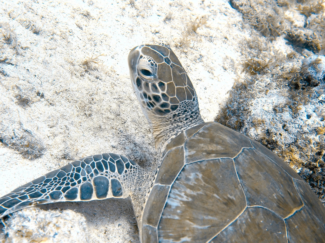 Palm Beach Divers-Noord必去景点
