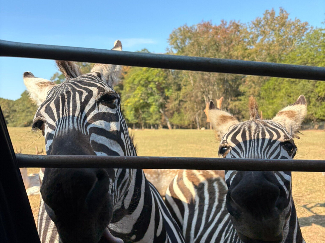 Lake Hartwell Wildlife Safari-Hartwell必去景点