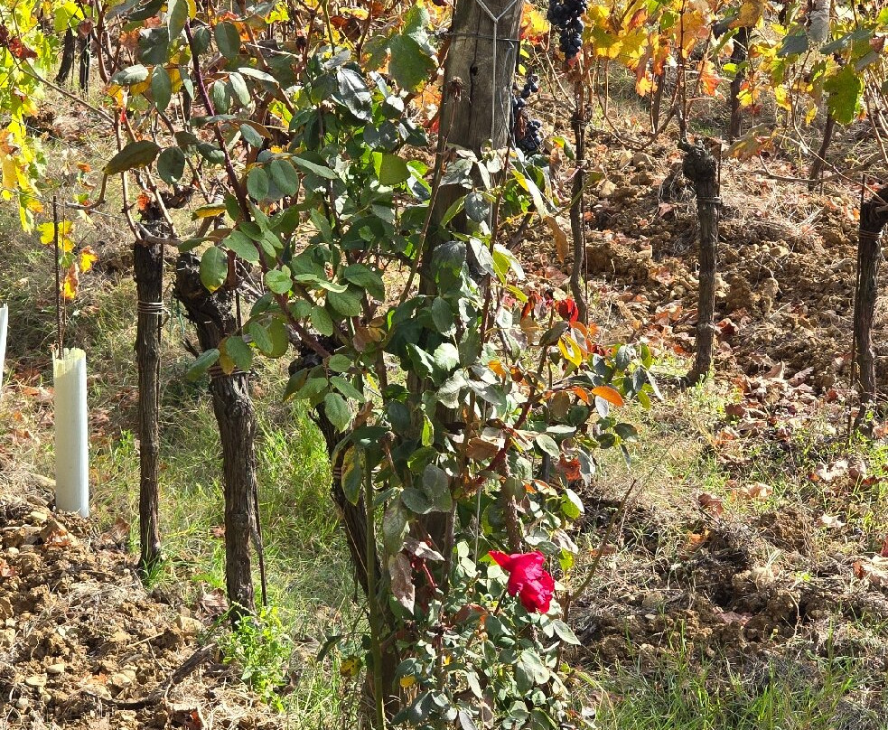 Poggio al Bosco-Chiostrini必去景点