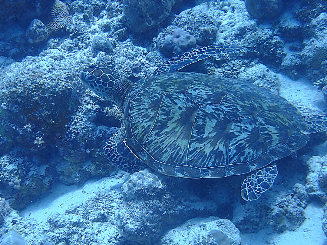 Bigorno Diving Center Mauritius-卓欧毕雪必去景点