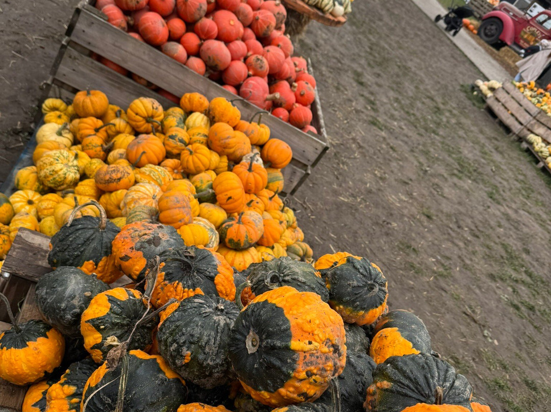 Farmer Copleys-庞蒂弗拉克特必去景点