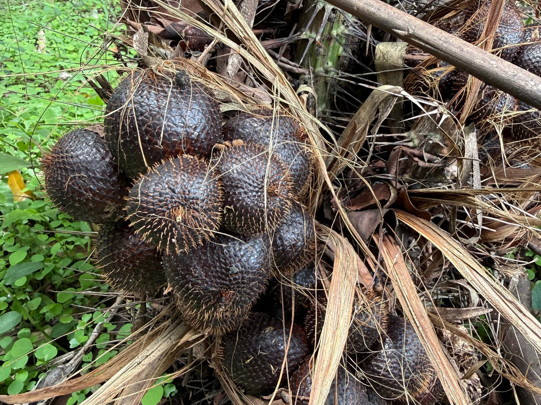 Kejawa - Day Tours And Travel Guide-日惹必去景点