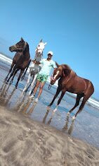 Horse Sidi Rahal-Sidi Rahal必去景点