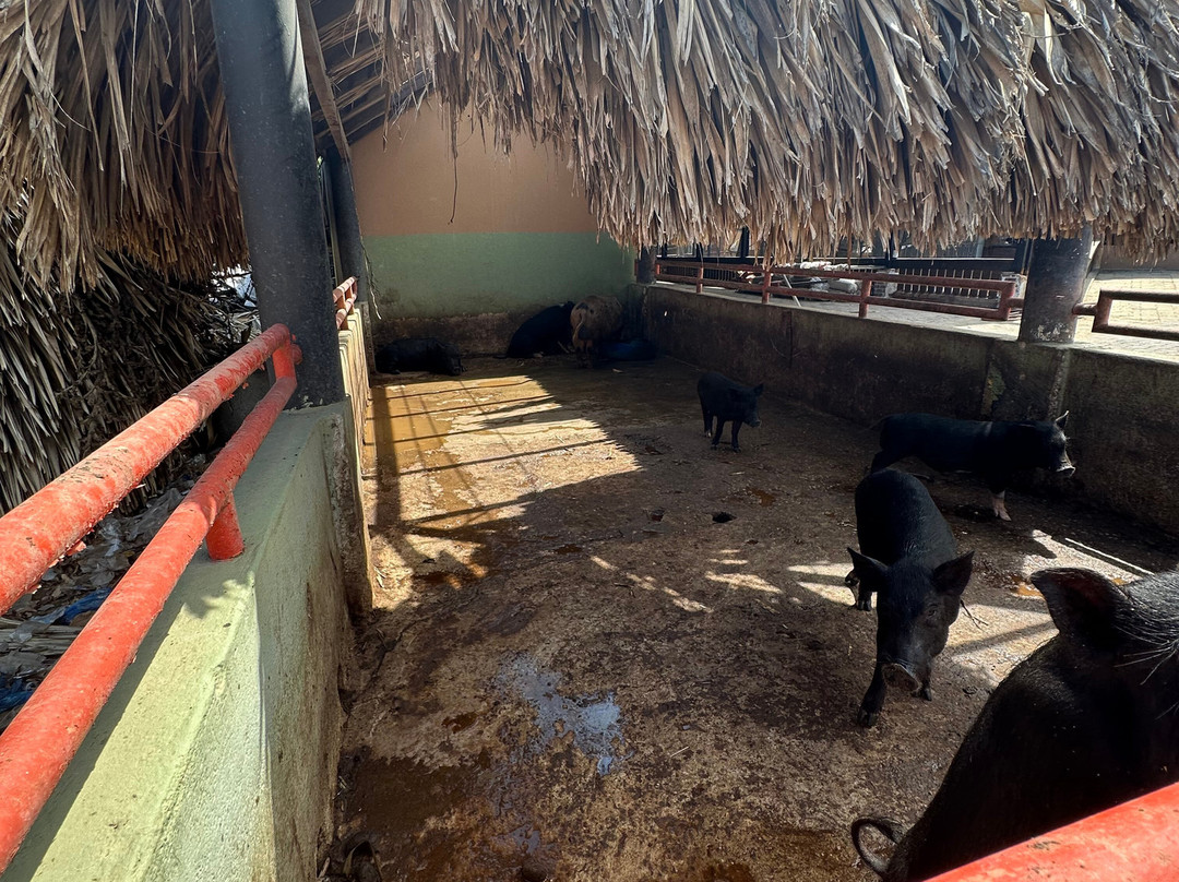 Philip's Animal Garden-Noord必去景点