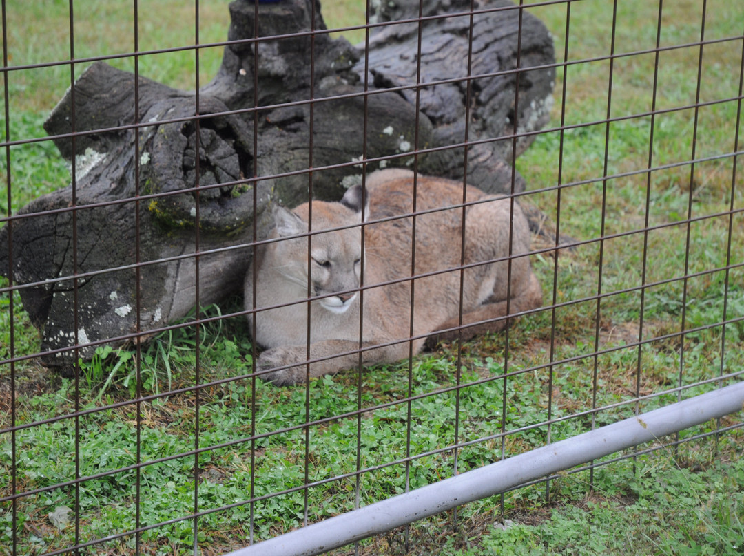 Turpentine Creek Wildlife Refuge-尤里卡斯普林斯必去景点