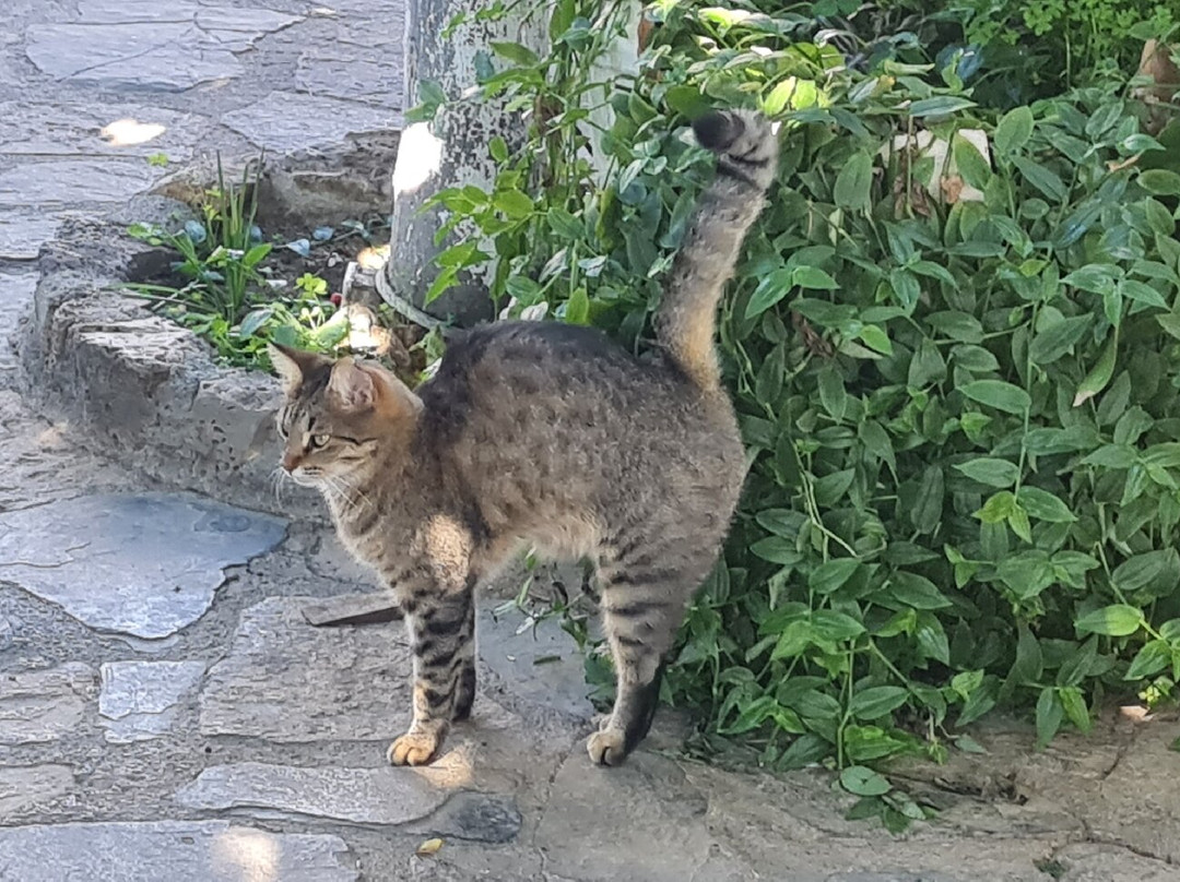 Safari Crete Experience-Agios Nikolaos必去景点