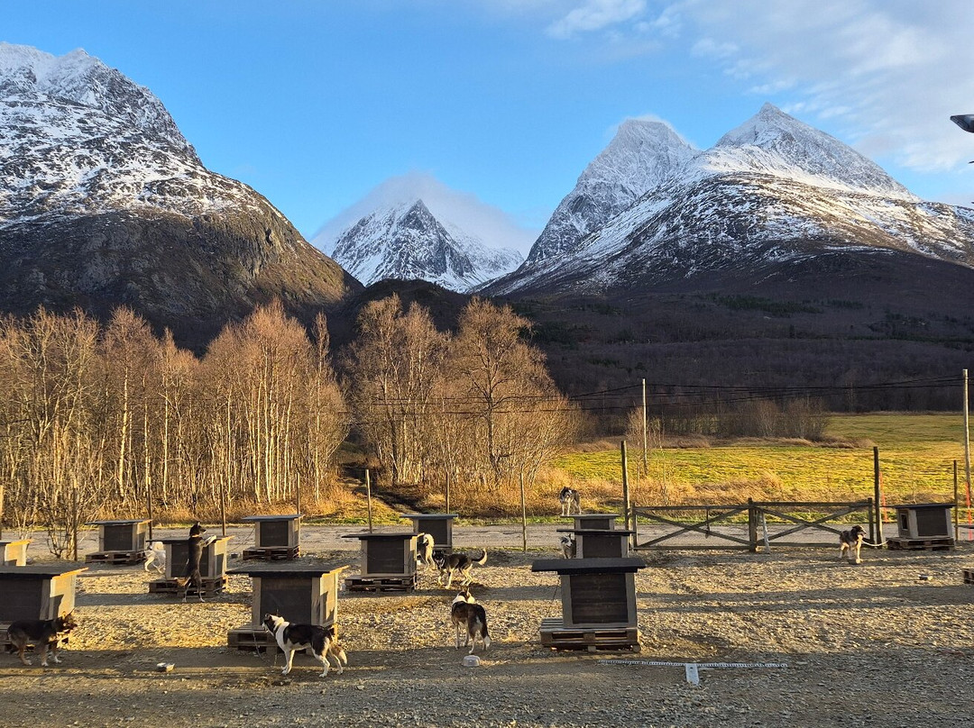 Northern Light Dog Adventure-Nordkjosbotn必去景点