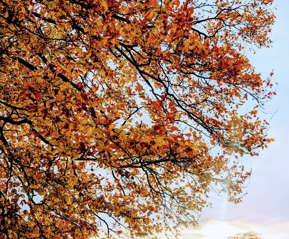 Buckmoorend Farm Shop-艾尔斯伯里必去景点