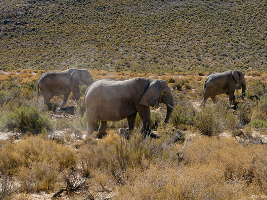 LESEGO IMMACULATE MAGONGOA