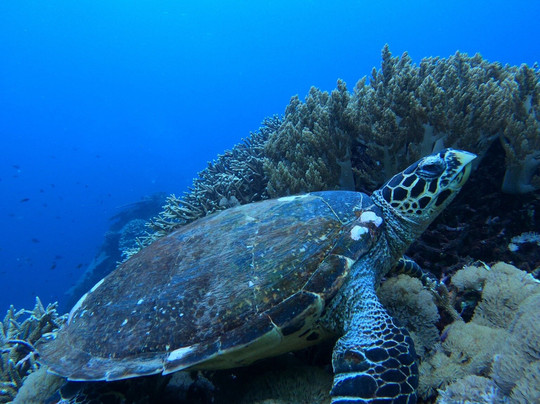 Bali Scuba-沙努尔必去景点