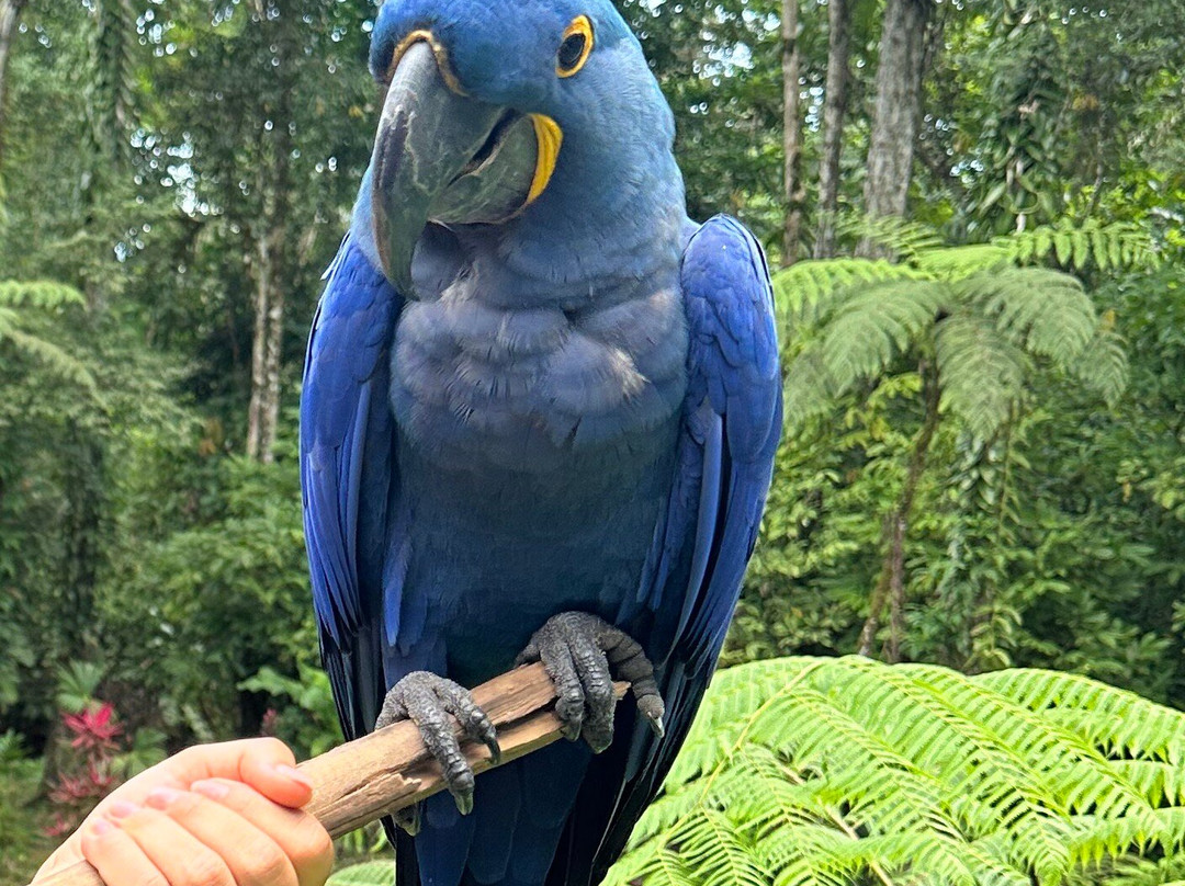 Ave Azul de la Osa-Carate必去景点