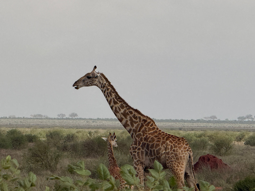 Dida Tours and Safaris-山祖必去景点