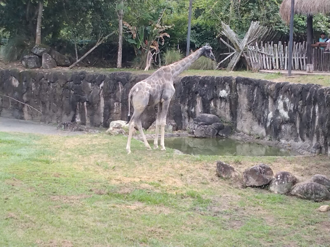 Bioparque Ukumarí-佩雷拉必去景点