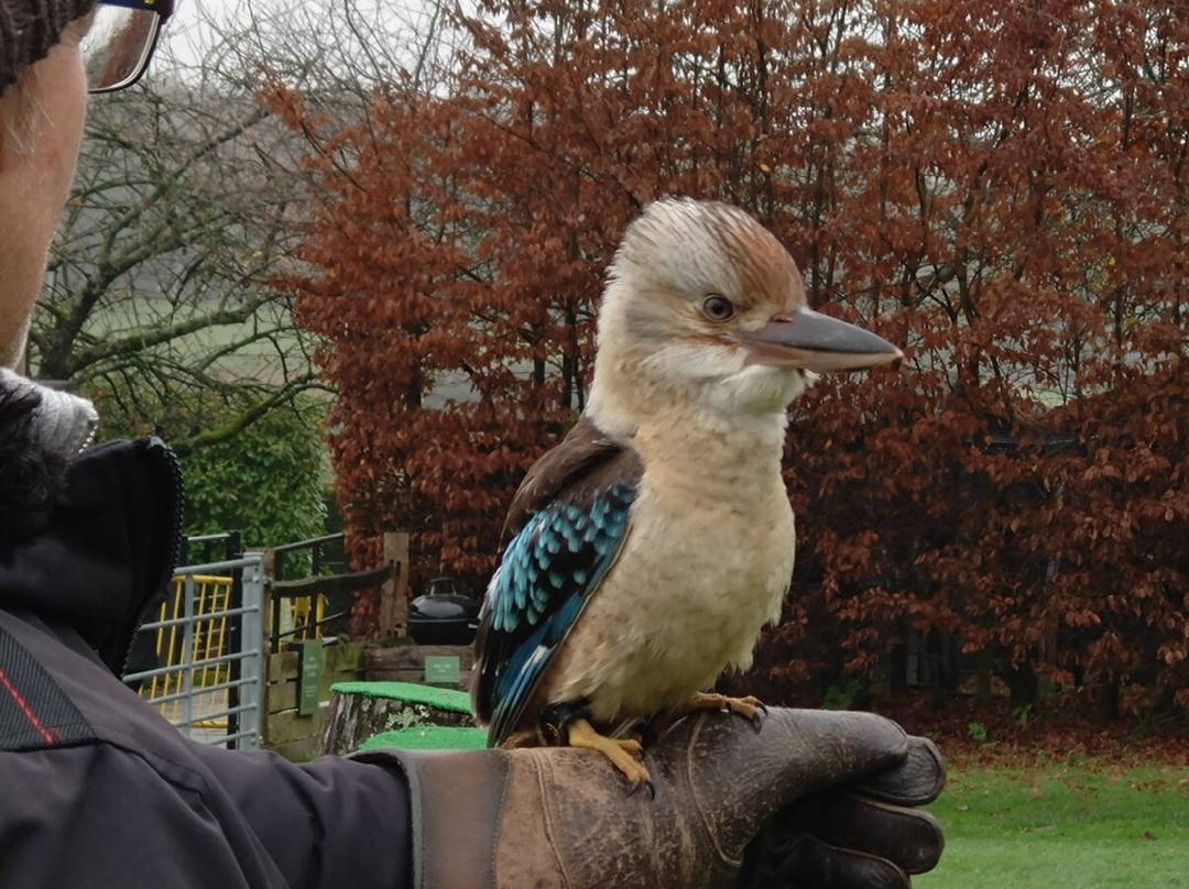 Leeds Castle Falconry Experiences-Leeds必去景点