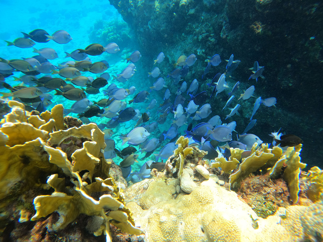 Snorkeling Tour Varadero-巴拉德罗必去景点