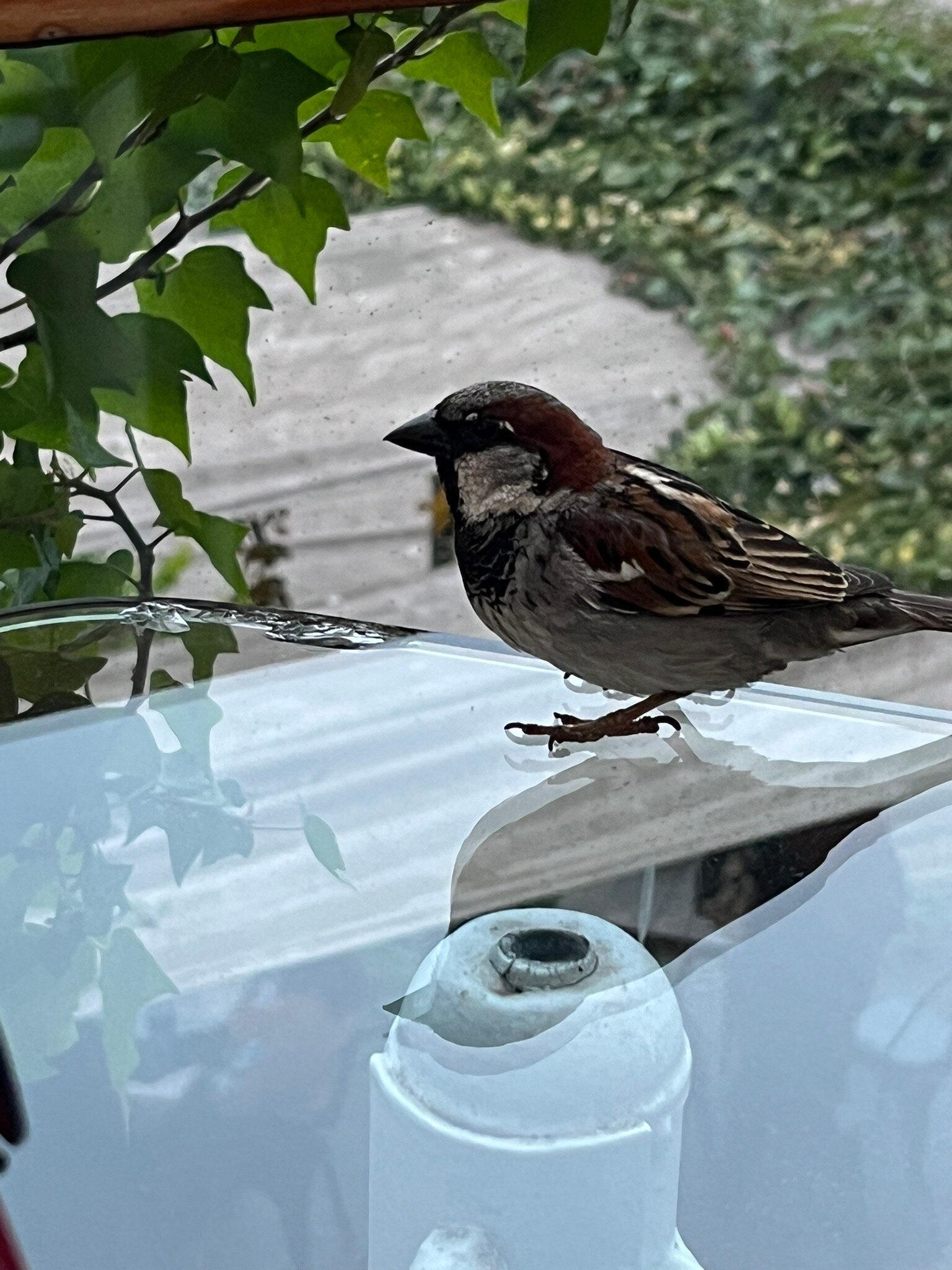 阿康塔露丝精品酒店-官方