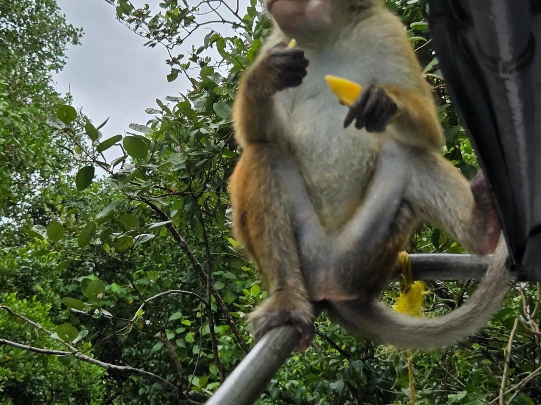 Koggala Lake Boat Safari-哈巴拉杜瓦必去景点