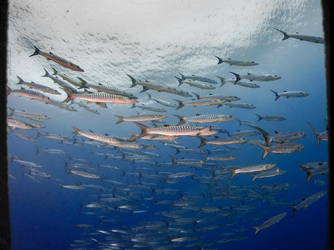 La Galigo Liveaboard-沙努尔必去景点