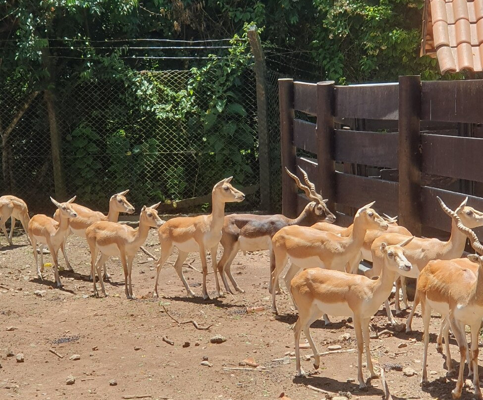 Zoológico Municipal de Curitiba-库里提巴必去景点