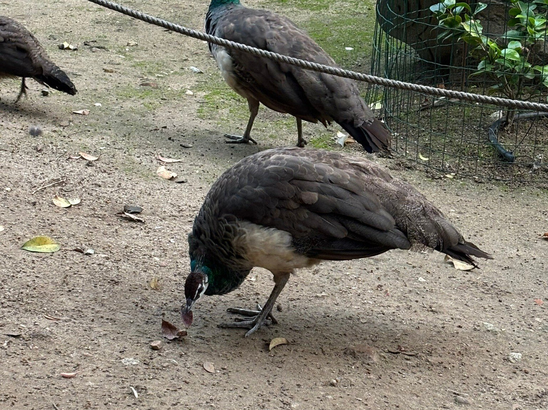 Ruínas Fingidas-埃武拉必去景点