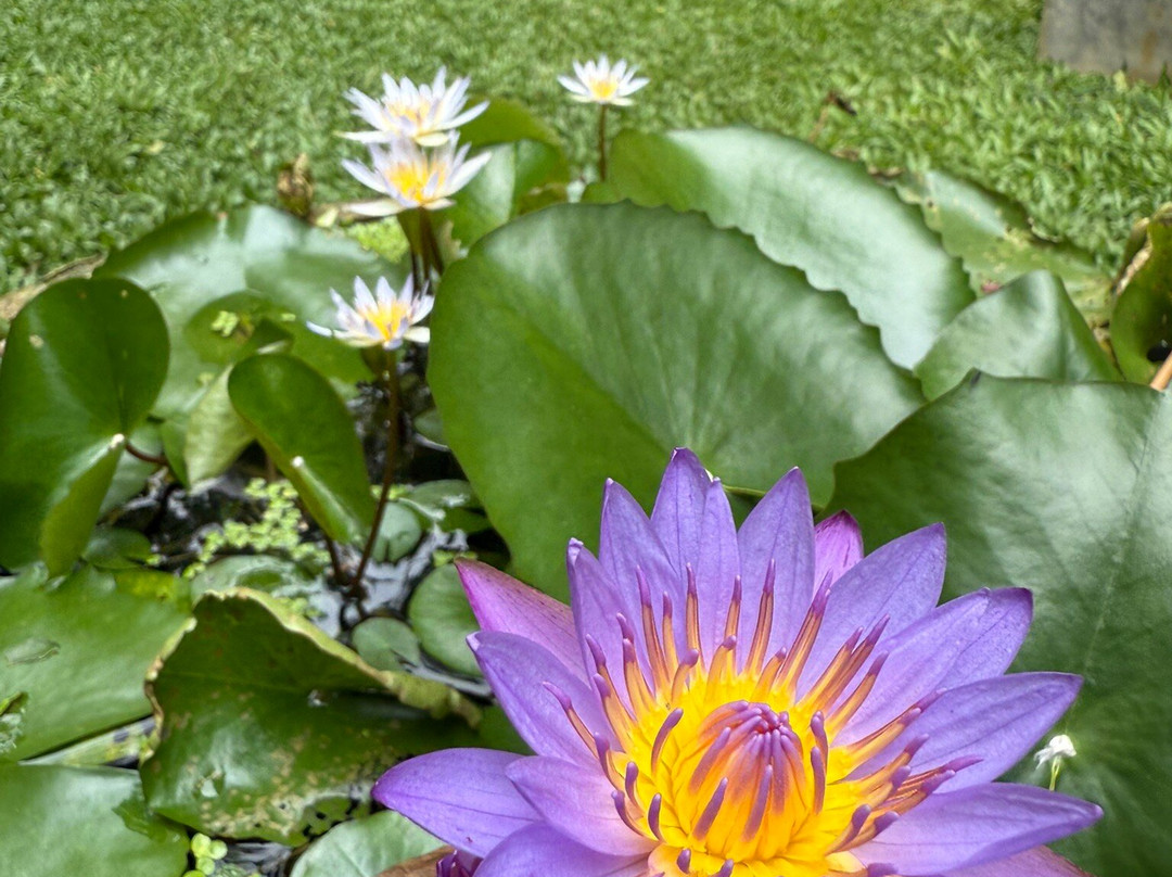 Ayurveda Mountain Villa主图