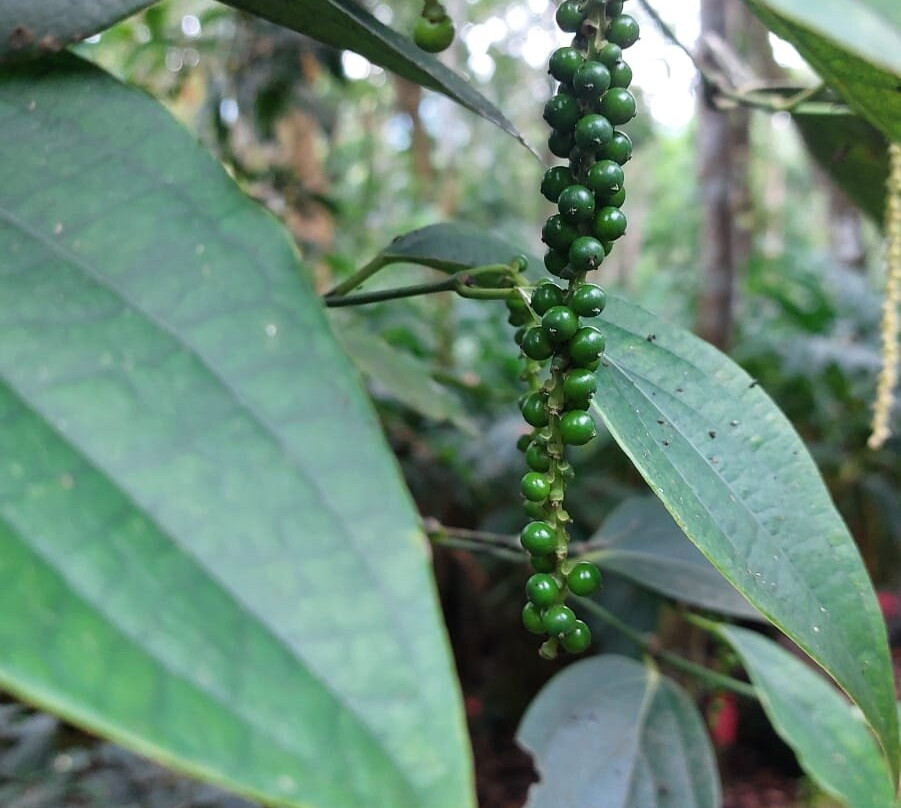 Periyar Cabs-Kumily必去景点