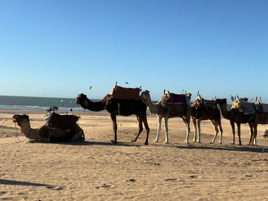 Desert Vibes-迈哈米德必去景点