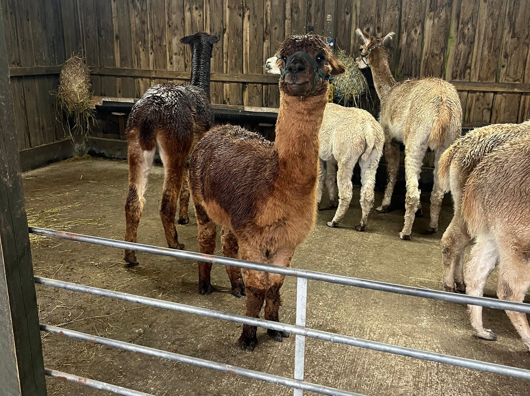 Larch Green Alpacas-格拉斯哥必去景点