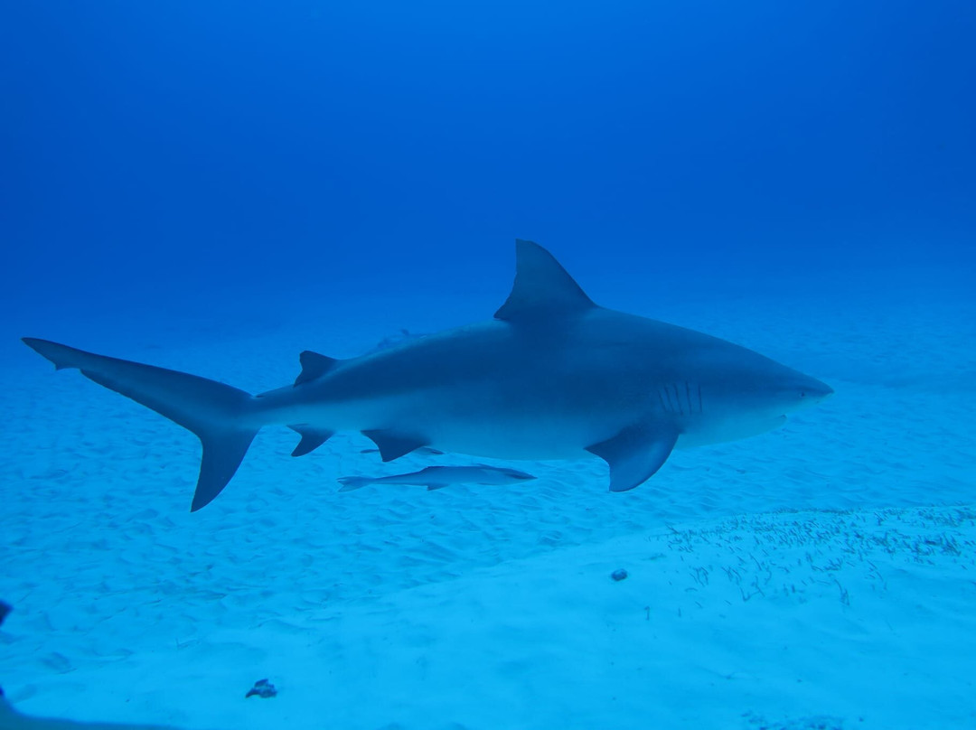 DeepDiveMexico-普拉亚德尔卡曼必去景点