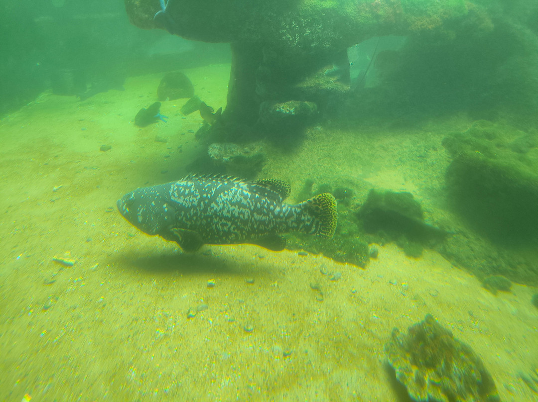 Reefworld Aquarium-尤兰根必去景点