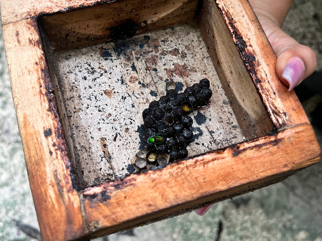 Mayan Bee Sanctuary-San Miguel de Cozumel必去景点