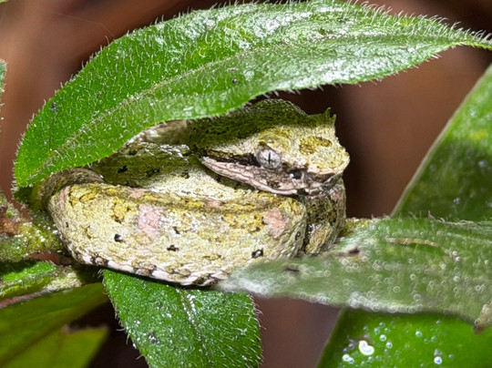 Amazing Adventures Greddy