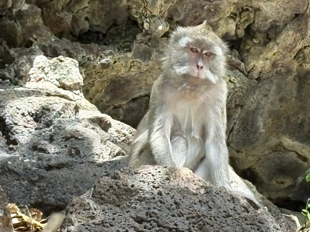 Sun Tropical Tours-格兰高伯必去景点