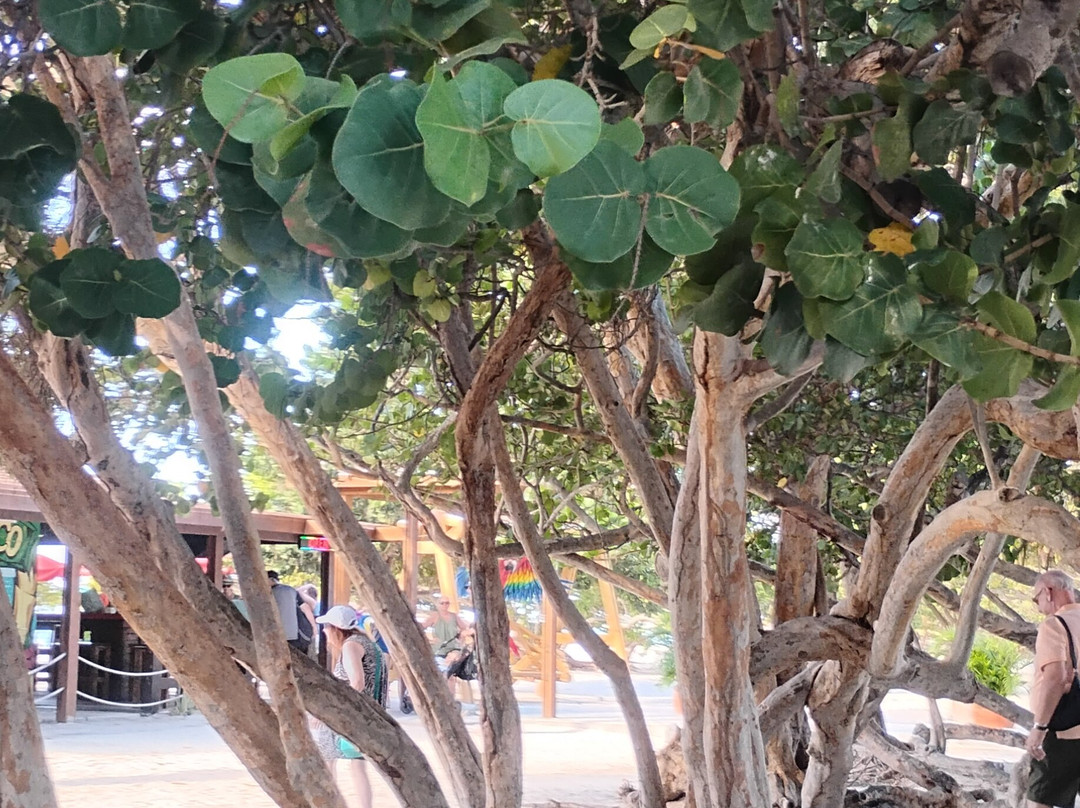 Fofoti Tours & Transfers-奥腊涅斯塔德必去景点