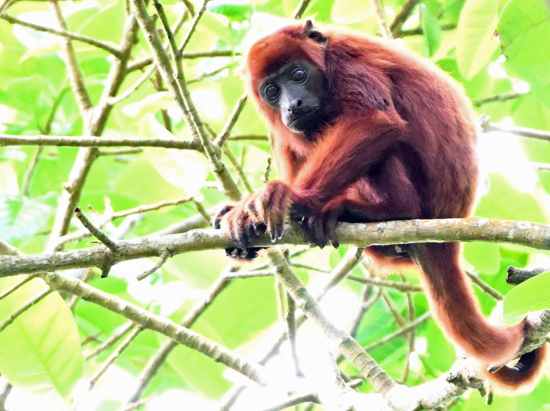 Nariva Swamp-特立尼达必去景点