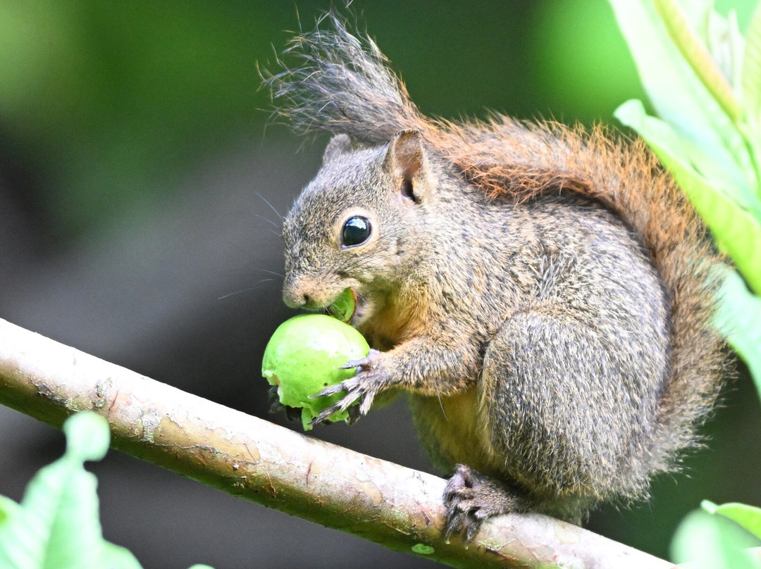 Nariva Swamp-特立尼达必去景点