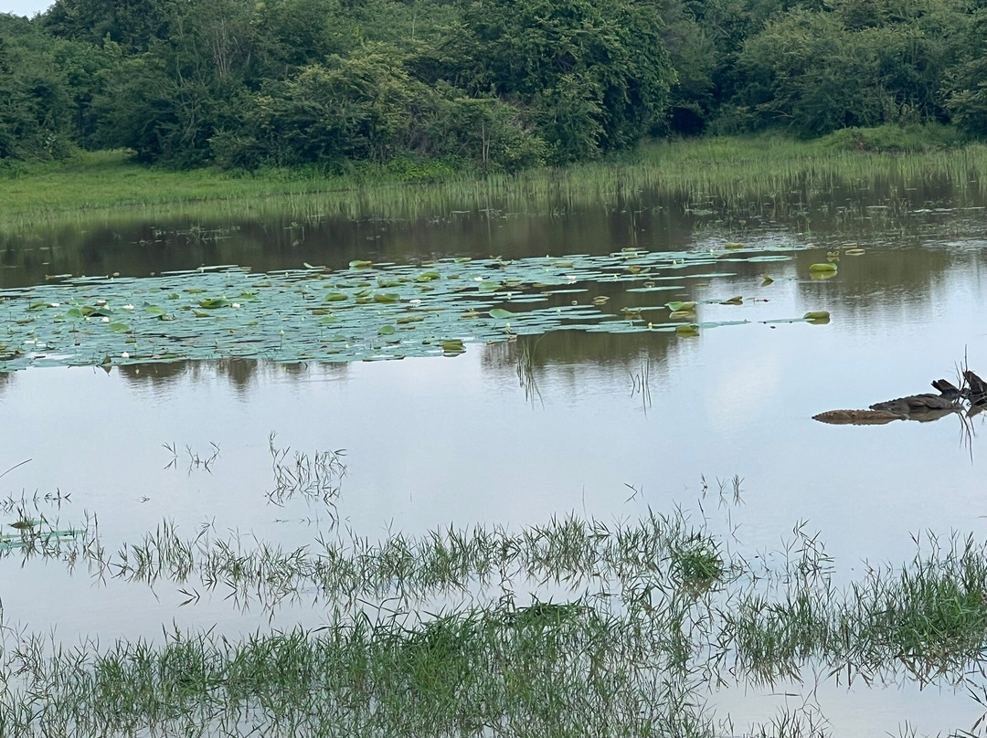 Visit Udawalawe National Park-乌达瓦拉维国家公园必去景点