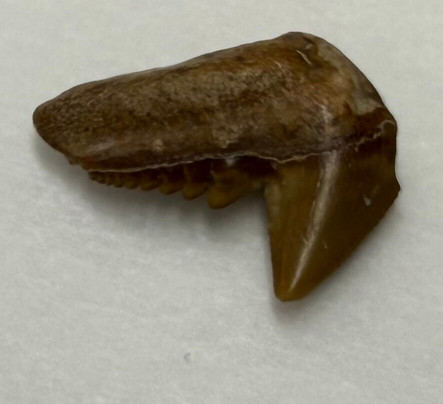 Charleston Fossil Adventures-查尔斯顿必去景点