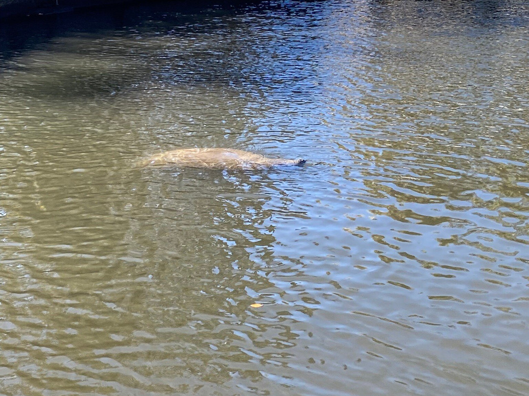Manatee Tour And Dive-克里斯特尔里弗必去景点