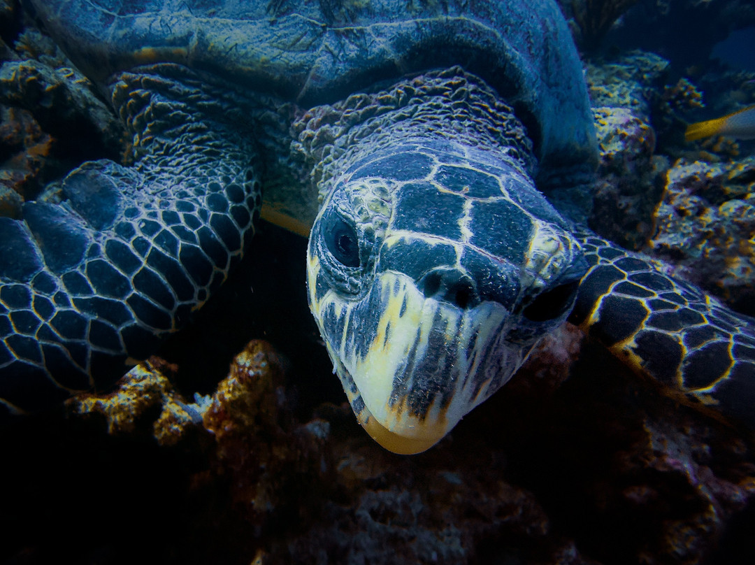 Addu Scuba Dive Maldives-阿斯杜太阳岛必去景点
