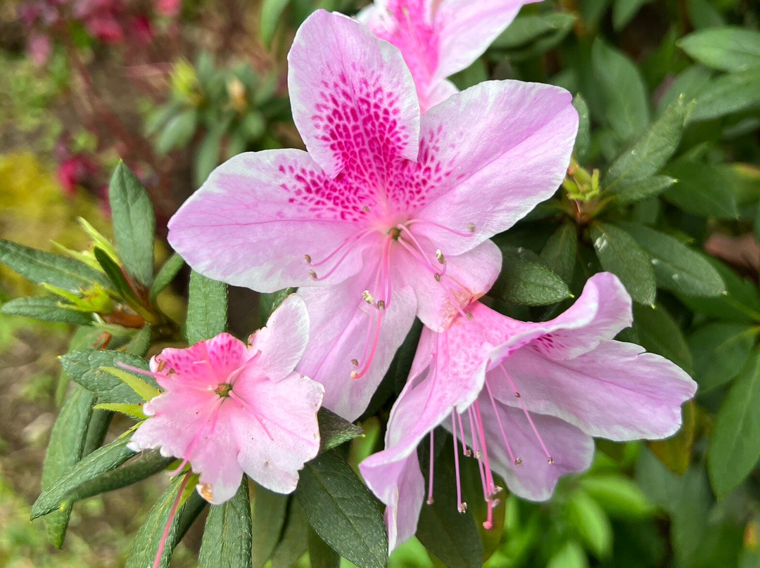 El Explorador Gardens-波魁特必去景点