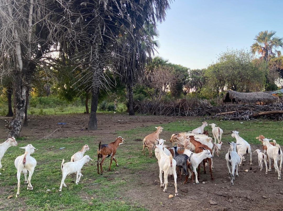 Maasai Village Tour-Pangani必去景点