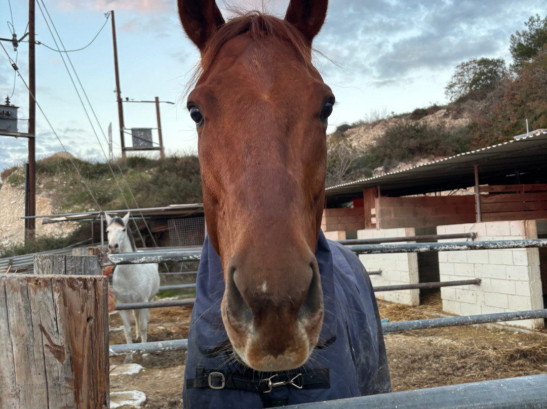 Horse Riding Paphos - Eagle Mountain Ranch-帕福斯必去景点