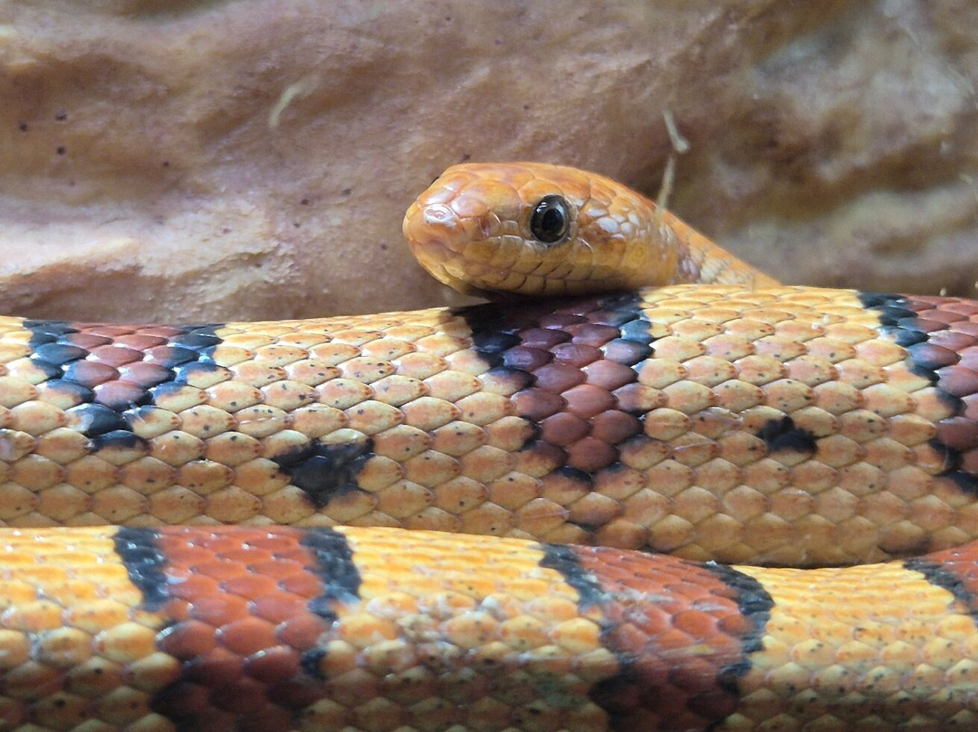 Snakeroom Serpentarium-福恩吉罗拉必去景点