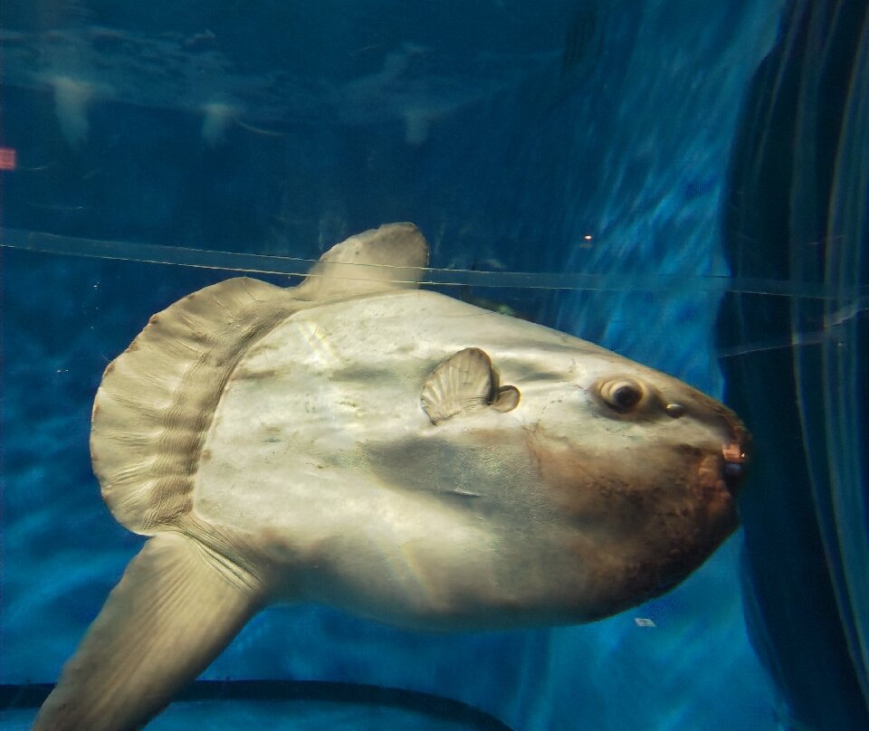 Aqua World Ibaraki Prefectural Oarai Aquarium-大洗町必去景点