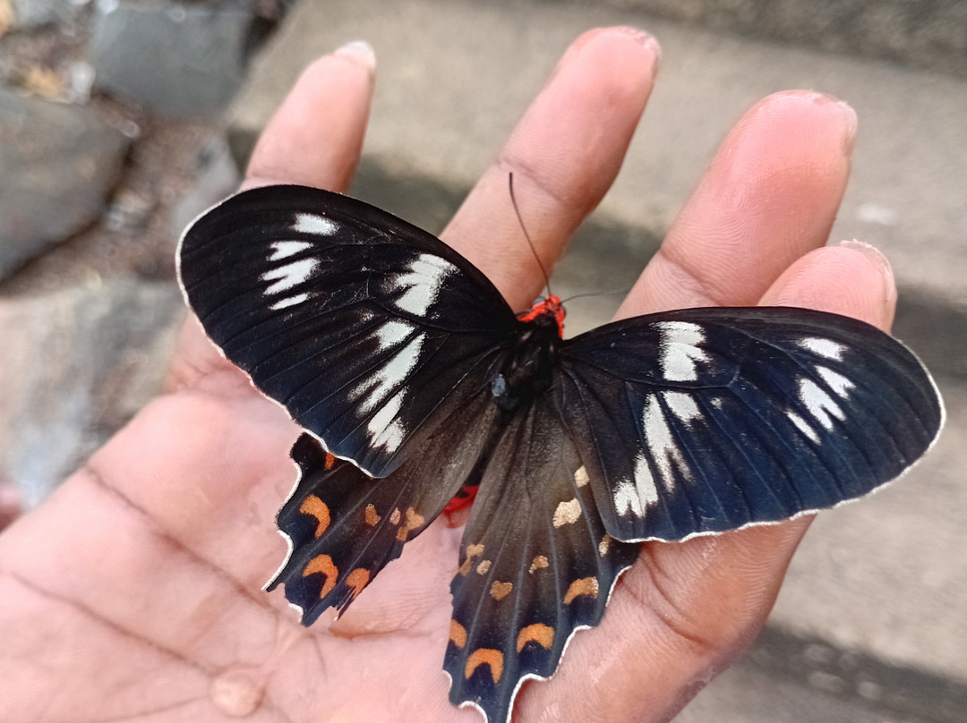 Whale Watching Mirissa with Geeth-美蕊沙必去景点