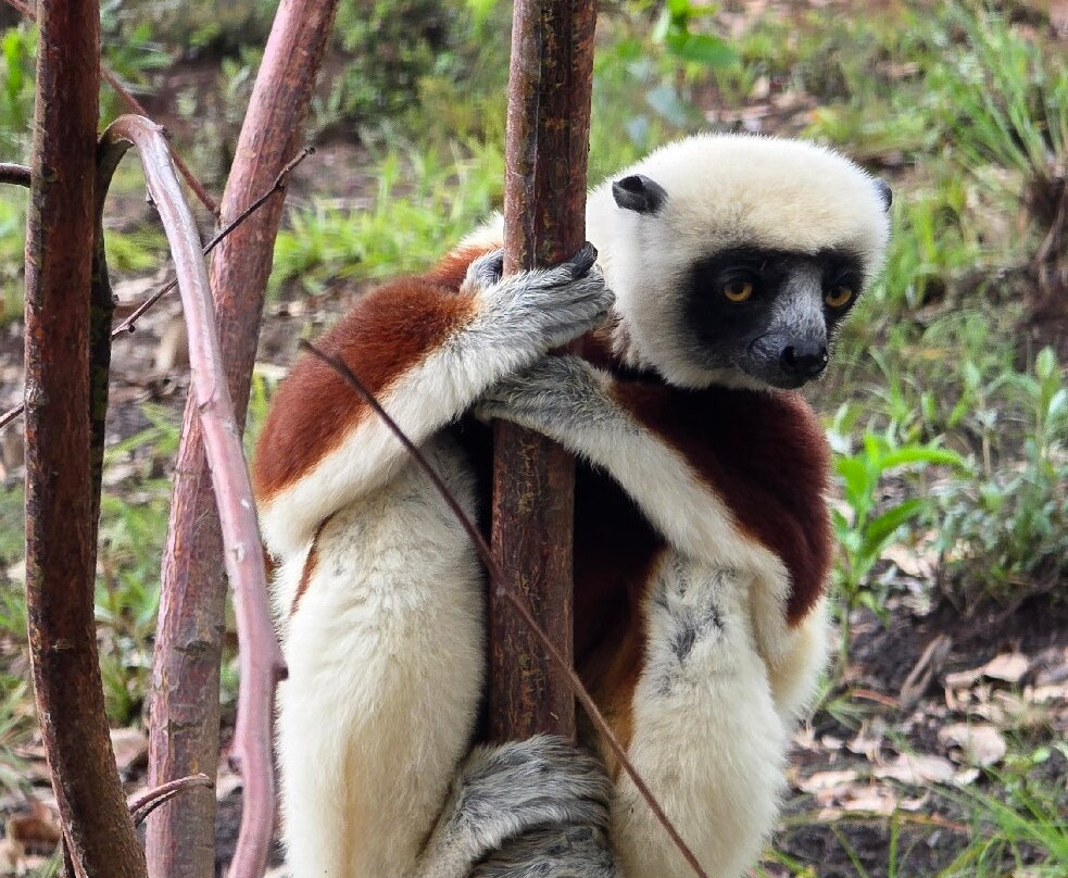 Soul of Madagascar Tours-Toamasina (Tamatave)必去景点