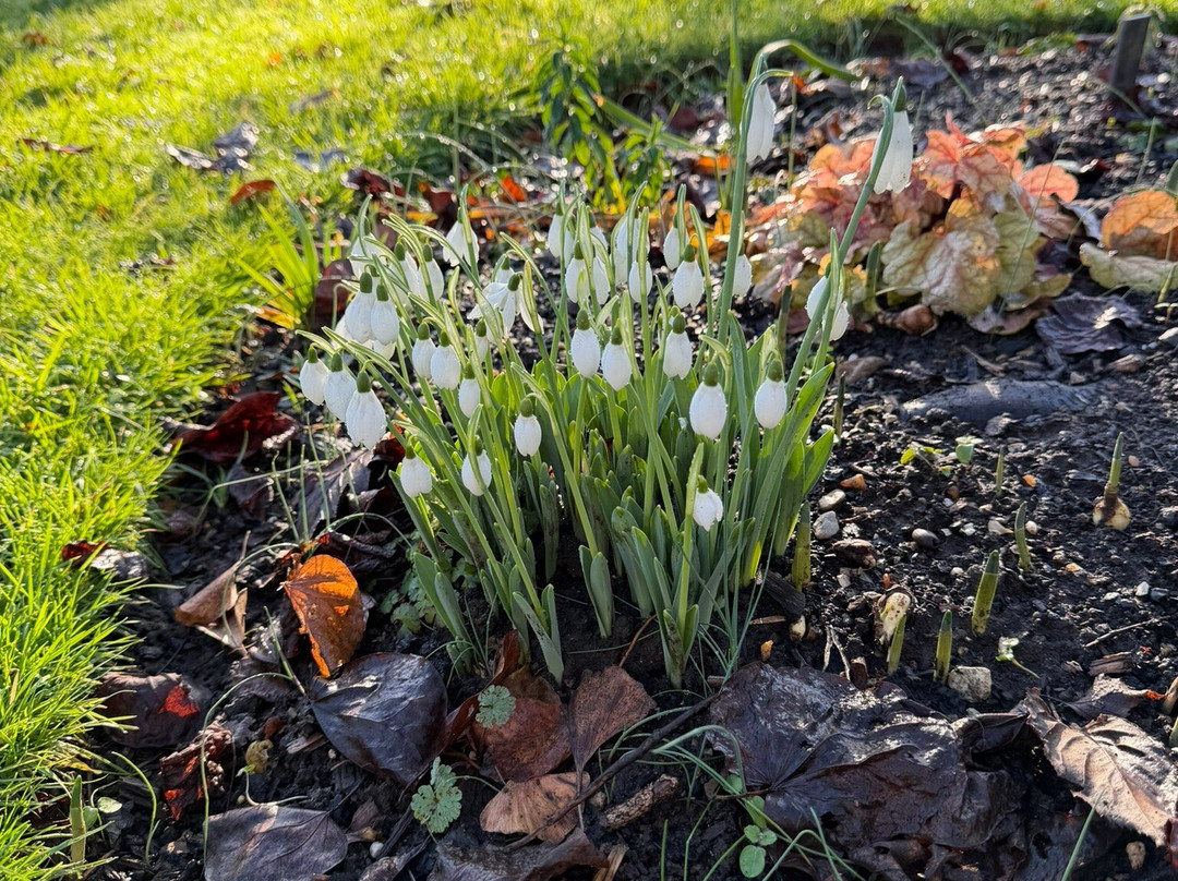 East Lambrook Manor Gardens-South Petherton必去景点