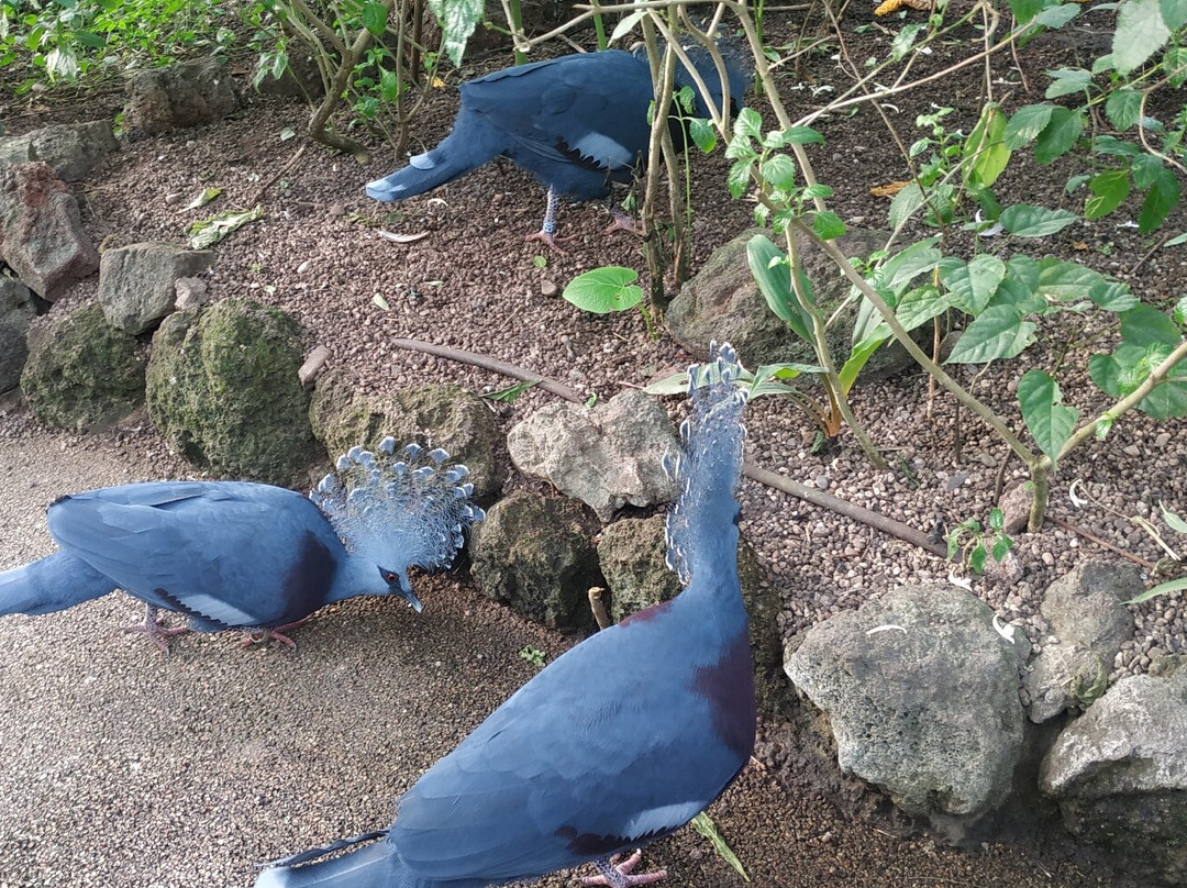 Papiliorama-Kerzers必去景点